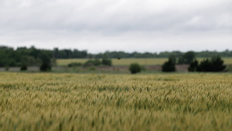 campo de trigo, paisaje, kansas, fondo, hierba, verde, granja, agricultura, granjero, crecer, creciente, cosecha, pájaros, volador