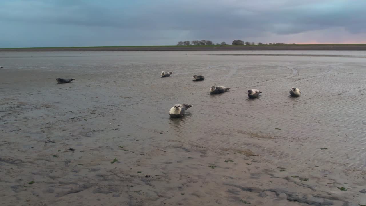 LUFTFOTO - Spættet sælkoloni på Vadehavsøerne, Holland, fremad i slowmotion