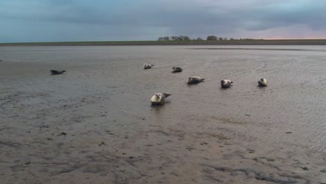 antena - colonia de focas comunes en las islas wadden, países bajos, cámara lenta hacia adelante