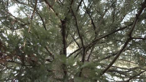 vista a la copa de un enorme árbol bifurcado con muchas ramas durante el día