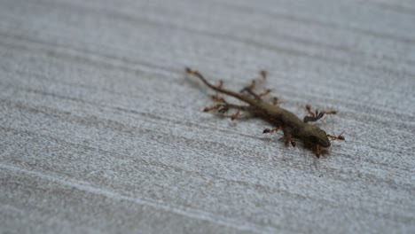 creepy, gross macro close-up of ant colony devouring dead gecko lizard