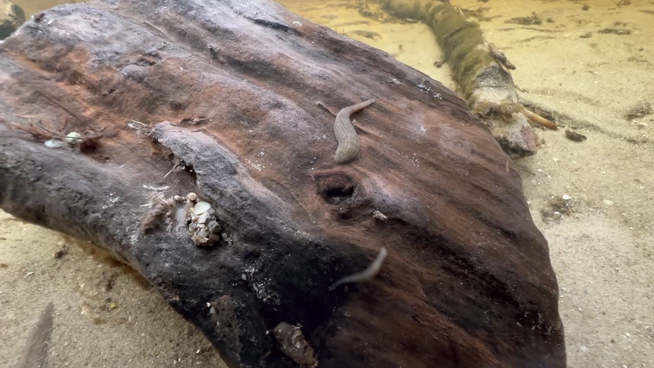 Leeches Erpobdella octoculata on a piece of wood at the bottom of a shallow stream in Vormsi. Estonia.