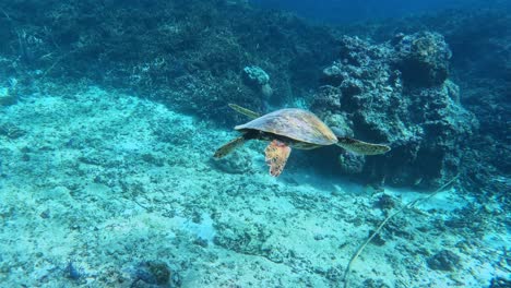 green sea turtle swimming over coral reef and white sand