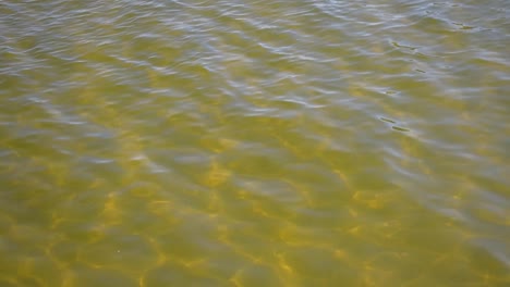 gold toned bay water top view with sunlit pattern waves background