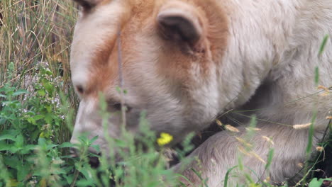 Rare-white-Kermode-Spirit-Bear-sniffs-grass-in