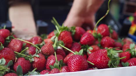 a hand picks fresh strawberries from a box at a market