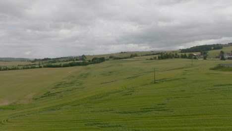 verdant landscape of wheat field near countryside village