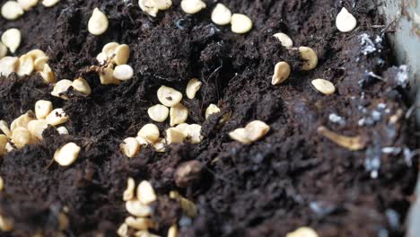 pepper seeds in soil