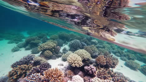 vibrant coral reef underwater landscape