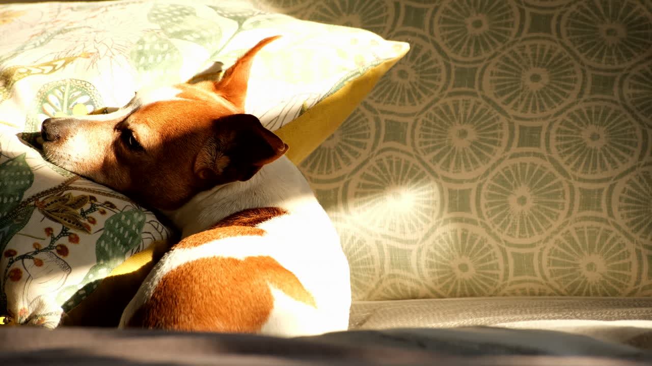 Spoiled Jack Russell pet dog basks and nap on bed in afternoon sunlight