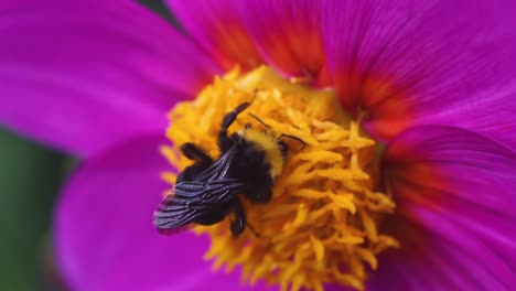 Eine-Schwarz-gelbe-Hummel,-Die-In-Zeitlupe-Nektar-Aus-Dahlienblüten-Extrahiert