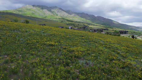 Blossoming-and-Blooming-Yellow-Wildflower-Flowers-in-Utah-Mountain-Field,-Aerial