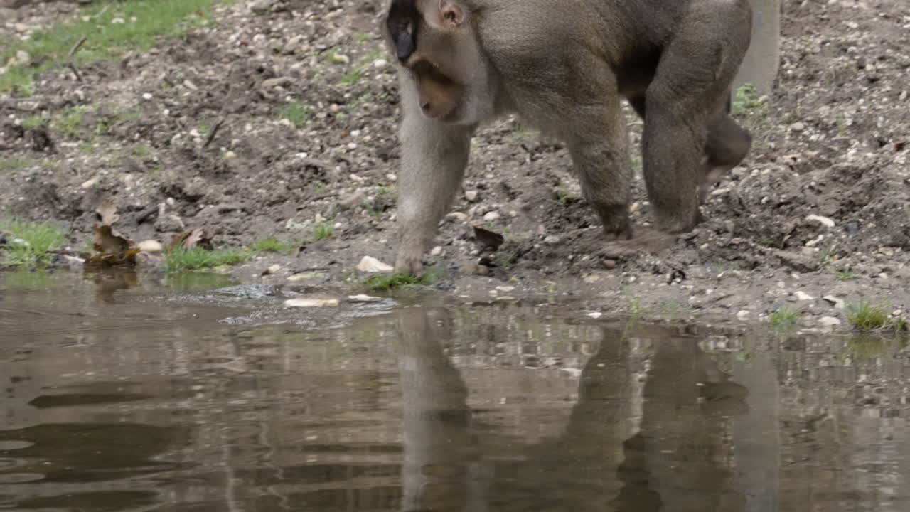 Monkey washing and eating food, front view
