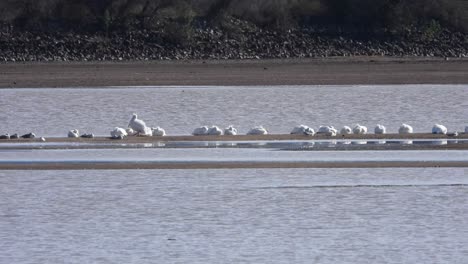 tranquil river scene: seagulls rest by the rushing waters under a windy day in this captivating stock footage