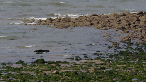 shot of exposed rocks at low tide on saint bees sea front, west lake district