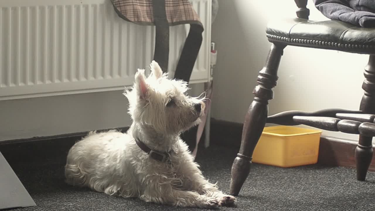 Cute West Highland Terrier looks for owner