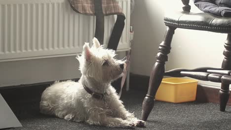 cute west highland terrier looks for owner
