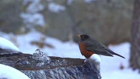 American-robin-drinking-from-a-water-fountain