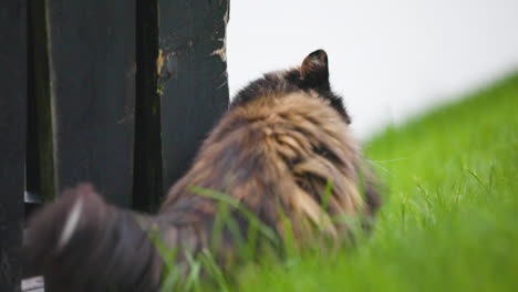 cat scratches into a fence and turns around