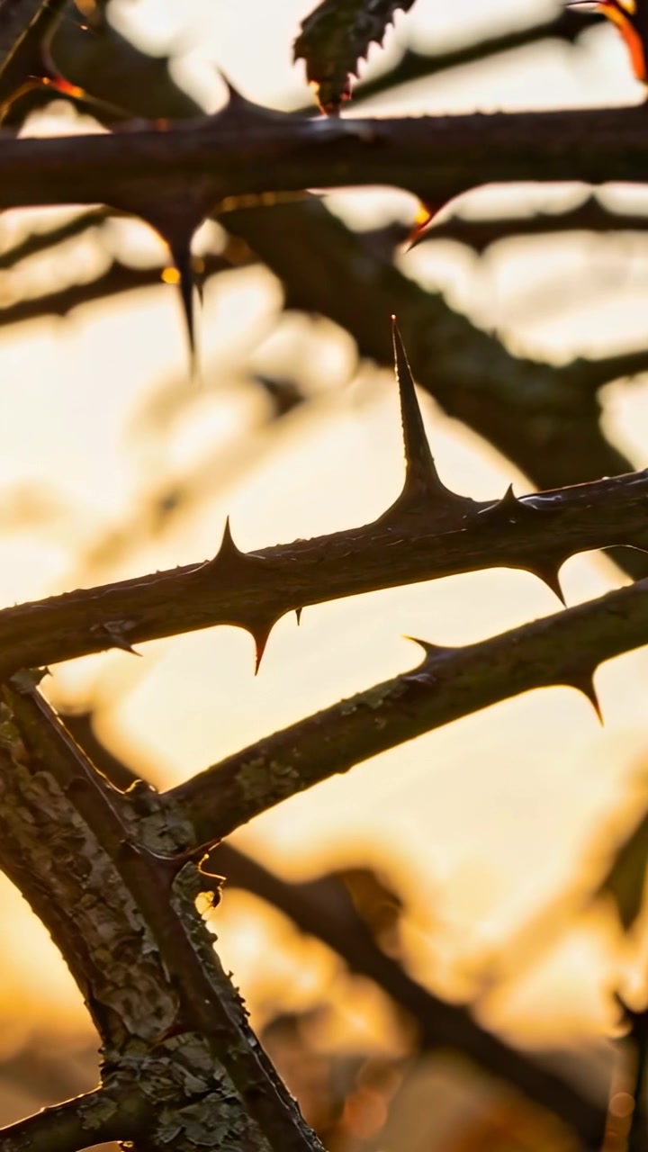 Vídeo vertical: Câmera em movimento mostrando caules espinhosos sob o sol dourado, revelando gotículas e líquen.