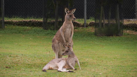 a pair of red kangaroos - one standing and one lying down in a field