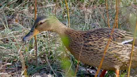 pato marrón hembra entre plantas en la naturaleza en busca de comida, cerrar