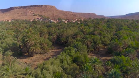 Aerial-flyover-tropical-Palm-tree-Plantation-in-Morocco-and-Erfoud-City-in-background---Sahara-Desert-and-mountains-in-background---Morocco,Africa