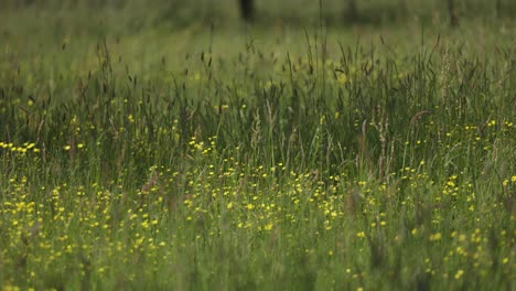 a lush green field dotted with brightly blooming yellow dandelions