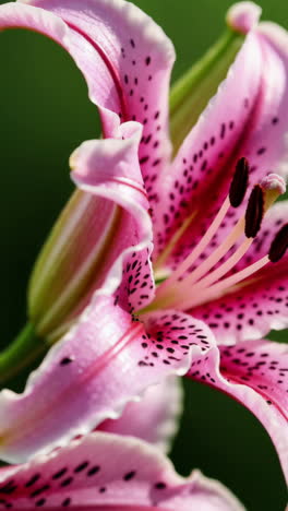 close-up of a pink spotted lily