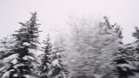 snowy pine forest lateral camera movement, cold northern climate natural resources on a cloudy day