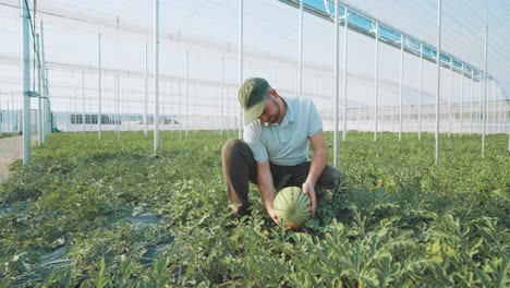 farmer harvesting watermelons in greenhouse