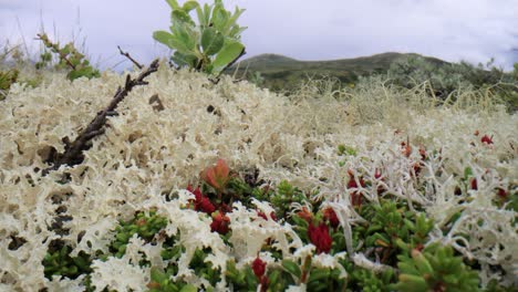 arctic tundra. beautiful nature norway natural landscape.