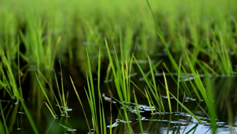 rice-cultivation-in-kerala-paddy-field-in-wet-land-,indian-rice-cultivation-,baby-rice-plants