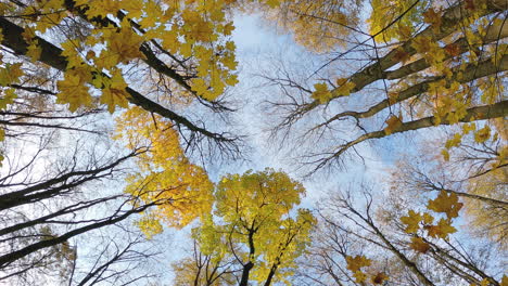Autumn forest scene from the bottom up of the yellow treetops