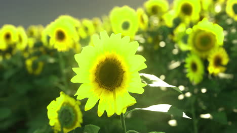 vibrant sunflowers blooming in a sunny field during late afternoon light