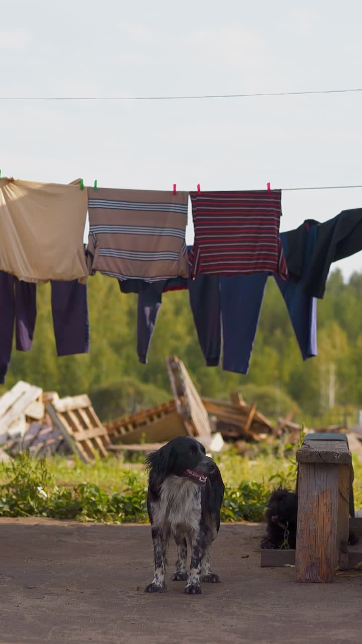 Happy mongrel dog lies to rest under drying clothes in village house yard. Watchdog and laundry waved by wind at rural site. Countryside scene