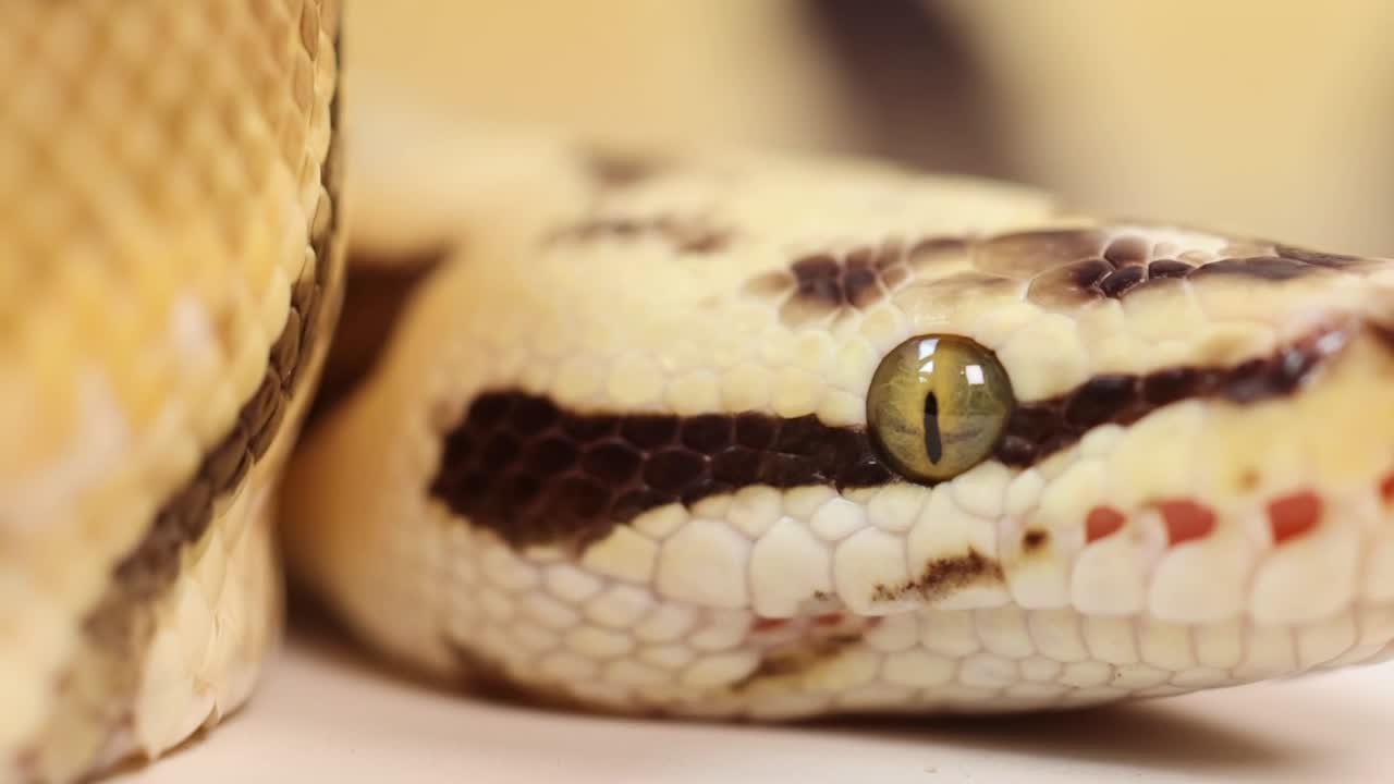 Macro fotografia dettagliata che si concentra sull'occhio e sulle squame di un serpente del grano a riposo