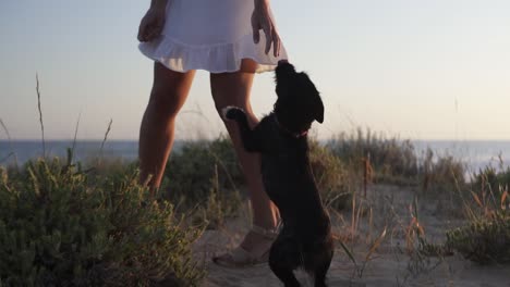 slow motion handheld shot of woman dressed in white dress on beach with plants playing with her dog at golden hour by the sea