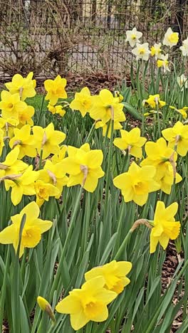 the wild daffodil, narcissus pseudonarcissus. a springtime yellow flowers gro