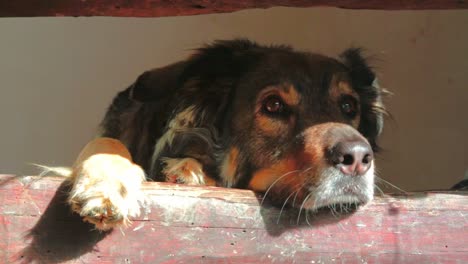 A-dog-sitting-on-wooden-stairs