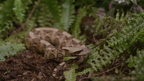 víbora gaboon en el hábitat natural del bosque