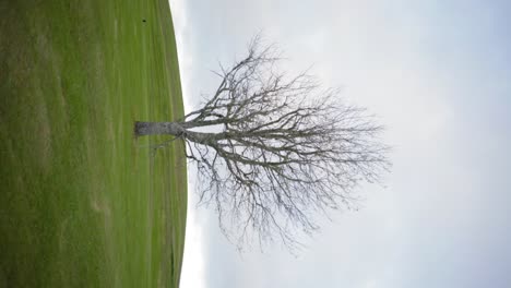 Disparo-Vertical-De-Un-árbol-Desnudo-En-La-Colina-Verde