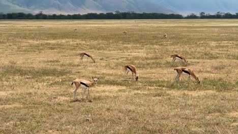 a herd of thompson gazelle in tanzania, grazing and watching for predators