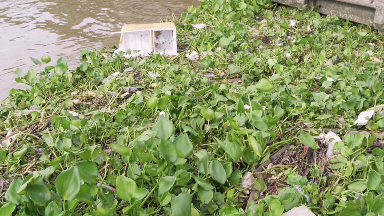 Water Hyacinth and Polluting Waste Including Foam Boxes and Plastic Bottles Floating on the Chao Phraya River Surface in Bangkok, Thailand, Threatening the Environment and Water Ecosystem
