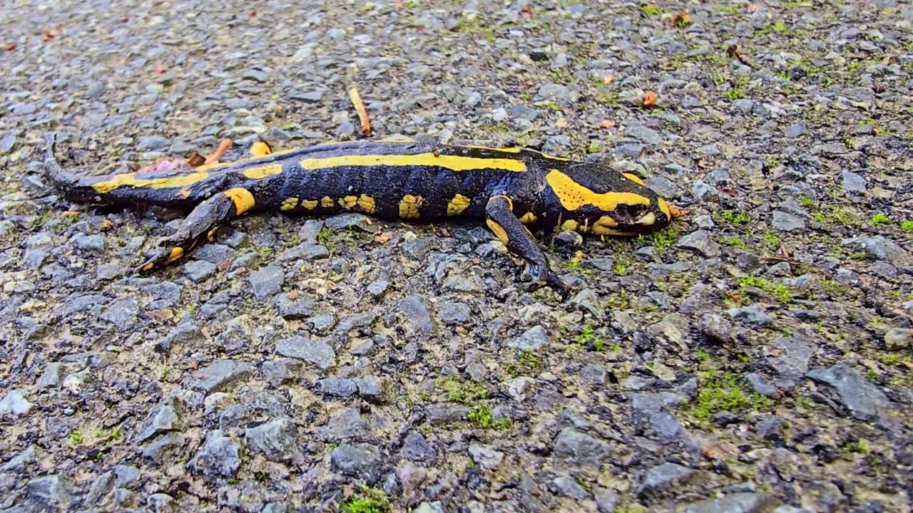 Macro close-up of a fire salamander lying dead on the edge of a wet asphalt road