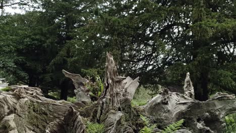 Pasó-Algún-Tiempo-En-Una-Casa-Señorial-Y-Los-Terrenos