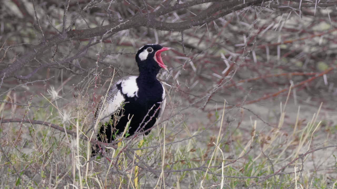 Korhaan nero meridionale, conosciuto anche come Otarda Nera, che canta mentre si trova sulla prateria in Botswana - Mezzo primo piano