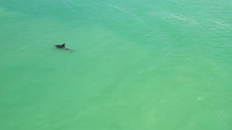 drone aerial shot of a dolphin swimming by a speed boat in turquoise water of gulf of mexico at sunset