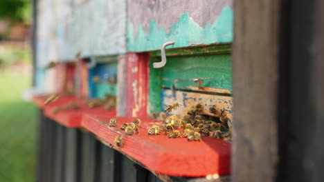 worker bees, flying out and returning to the beekeeper hive, close-up shot