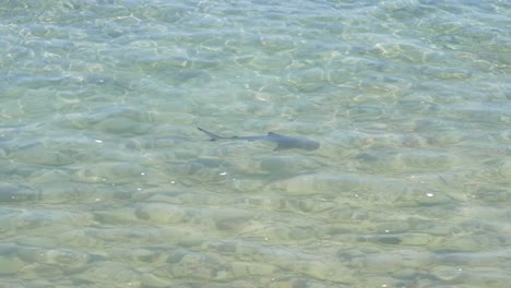 Cachorro-De-Tiburón-De-Arrecife-De-Punta-Negra-Nadando-En-Aguas-Poco-Profundas